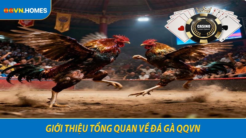 Giới thiệu tổng quan về đá gà QQVN